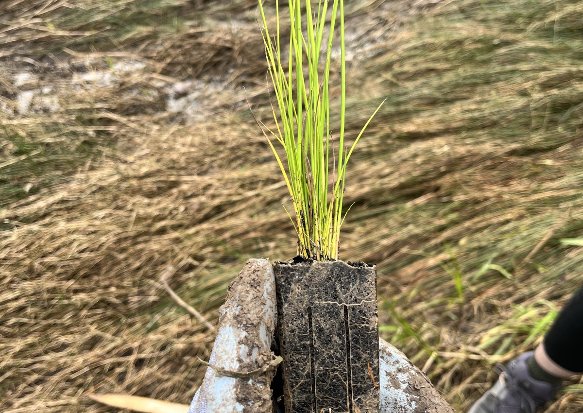 Community Planting Day: Urban Creek Project