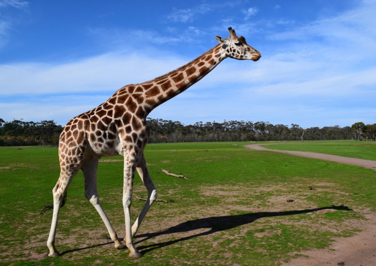 TCL + ARM to lead expansion of Werribee Open Range Zoo