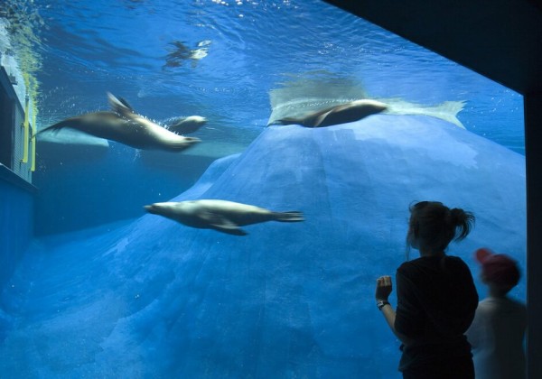 Wild Sea Exhibit